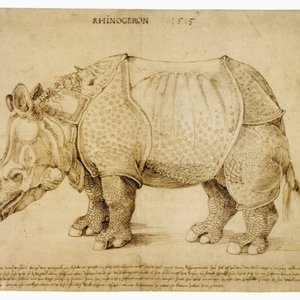 The Rhinoceros (drawing)